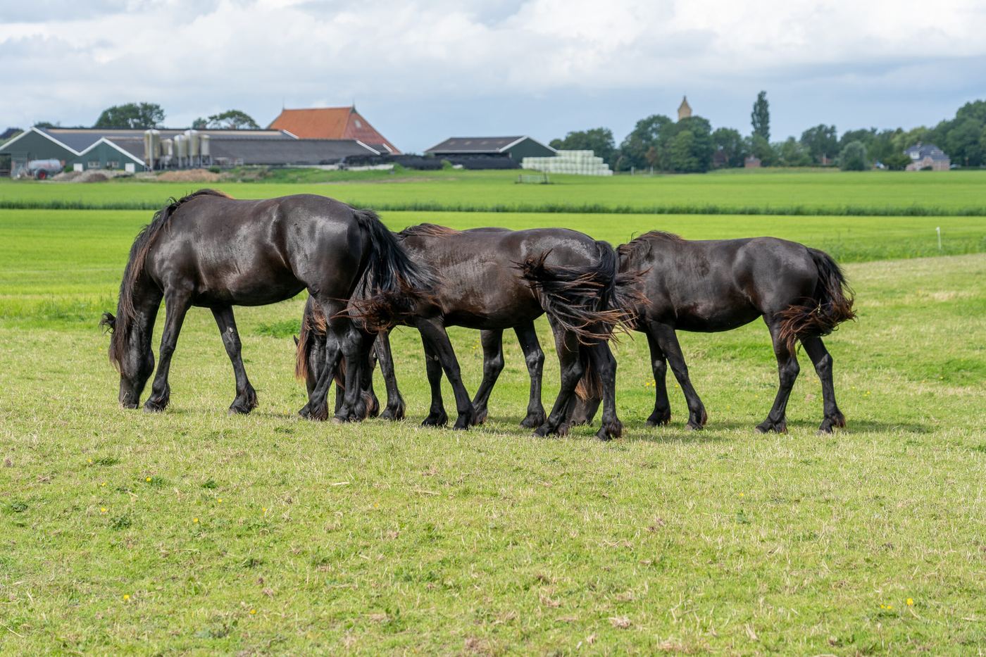 Paarden in de wei
