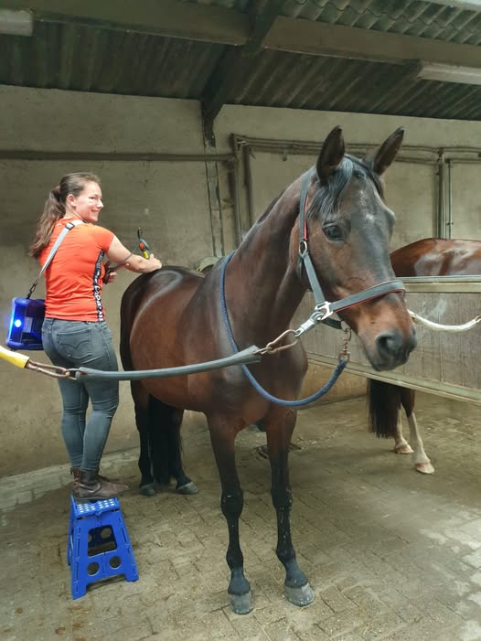 Paard laseren op locatie